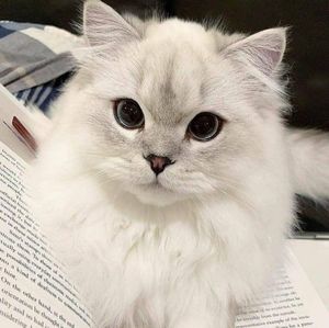 Meet your Posher, Mymi